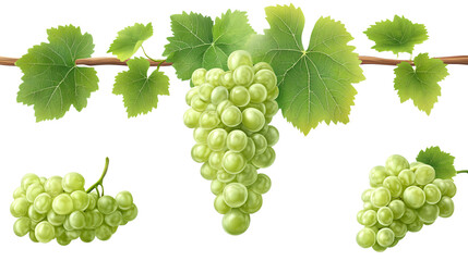 Obraz premium Fresh Green Wine Grapes Isolated on Transparent Background for Quality Design Projects