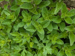 Clustered leaves of Wild Marjoram or Oregano (Origanum vulgare)