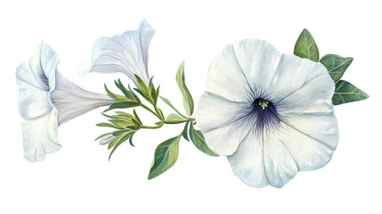 Fototapeta premium Elegant Hand Drawn Watercolor White Petunia Flower Isolated Design