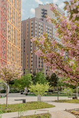 Blooming Cherry Trees in Modern City Park