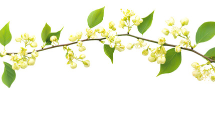 Linden Flower Branch Beautiful Isolated White Background Image