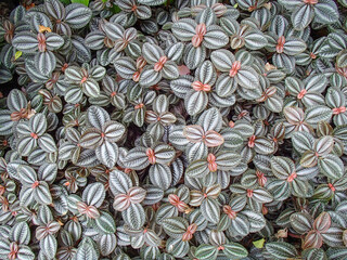 Obraz premium Textured leaf pattern of Pilea involucrata
