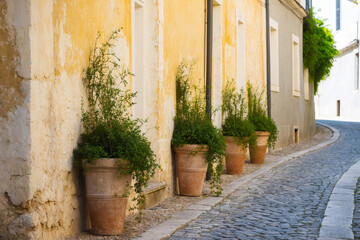 Fototapeta premium Charming cobblestone street lined with potted plants against an aged, yellow building in Europe.