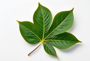 Fototapeta premium The white surface has yellow-lined aromatic leaves