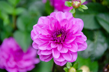The Dahlia flower enchants with its vibrant colors and elegant shapes, being a highlight in gardens...