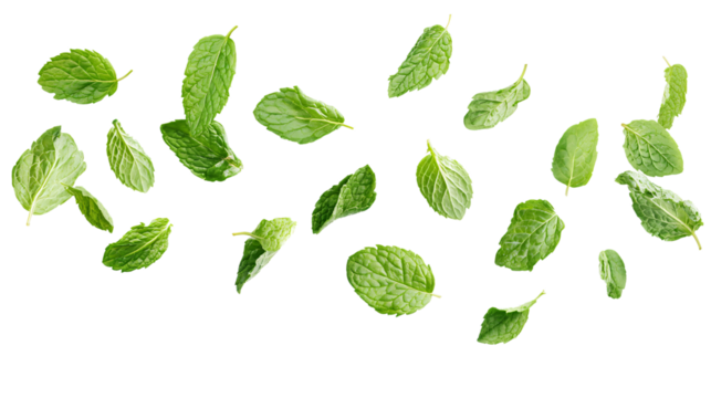 Fresh Mint Leaves Floating on White Background - Herbal Greenery Concept