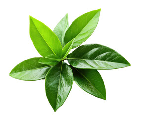 Vibrant Green Leaves: A close-up shot captures a cluster of lush, verdant leaves, radiating freshness and vitality against a clear, crisp backdrop.