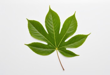 Obraz premium The white surface has aromatic leaf centers that are green