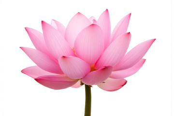 pink lotus flower on a white background