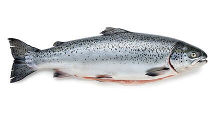 Naklejka premium Fresh, Whole Salmon: Silver Scales and Speckled Pattern on White.