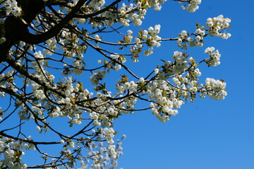 Blooming apple tree