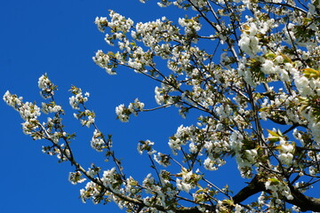 Blossoming apple tree (Spring)