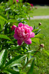 Flowering peony plant bush in summer garden with blurred green background. Pink double flowers of Paeonia lactiflora Sarah Bernhardt. Colorful spring or summer back.