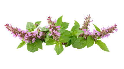 Vibrant Thai Basil Flower and Patchouli Plant on Isolated White Background