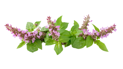 Vibrant Thai Basil Flower and Patchouli Plant on Isolated White Background