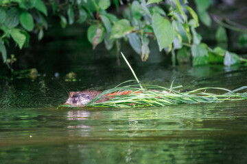 On a summer evening, a muskrat swims in calm water and holds green reeds in its mouth toward the camera lens.