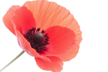 single red poppy flower on a white background