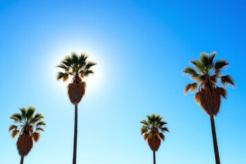 row of tall palm trees against a blue sky