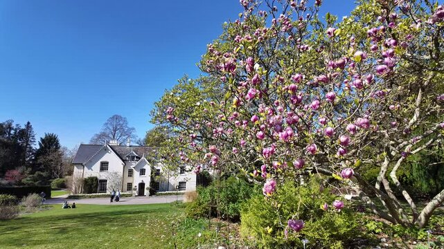 Ampfield Hampshire England UK. 09.04.2025. Video. Avenue of  Magnolia trees and Jermyns House at Hilliers Gardens at Ampfield close to Romsey UK.