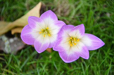 With delicate and vibrant petals, Colchicum speciosum is an autumn flower that enchants gardens with its unique beauty and natural resistance.