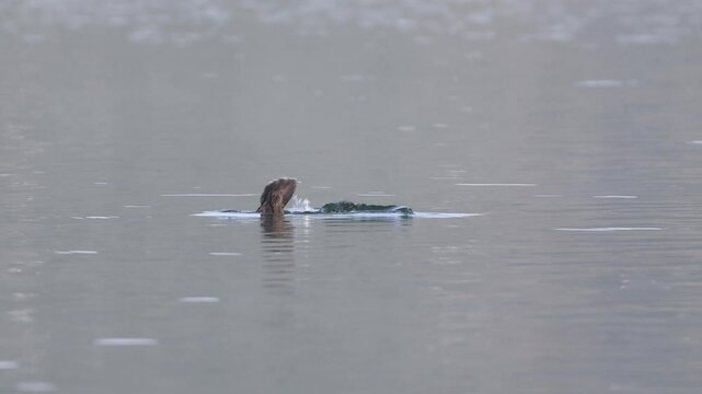 Common goldeneye (Bucephala clangula) hen swimming and diving in the calm waters of Eagle Lake in Lassen County California.
