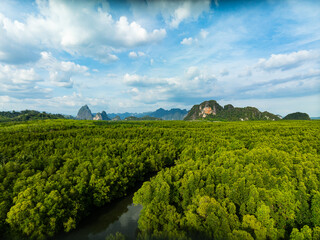 Amazing abundant mangrove forest, Aerial view of forest trees Rainforest ecosystem and healthy...