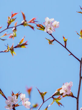 桜と青空