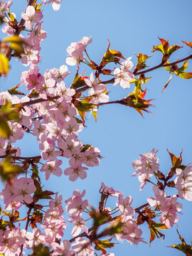 桜と青空
