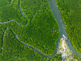 Amazing abundant mangrove forest, Aerial view of forest trees Rainforest ecosystem and healthy...