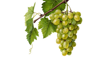Obraz premium Fresh organic grape vines with transparent background