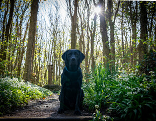 Black Labrador in the wild garlic on Anglesey 