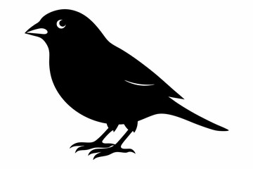 canary sihouette black vector