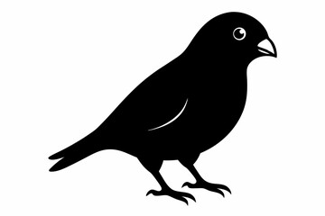 canary sihouette black vector