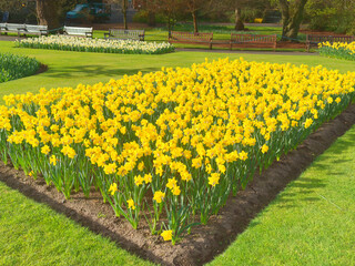 Daffodils at the Botanic Gardens in Glasgow