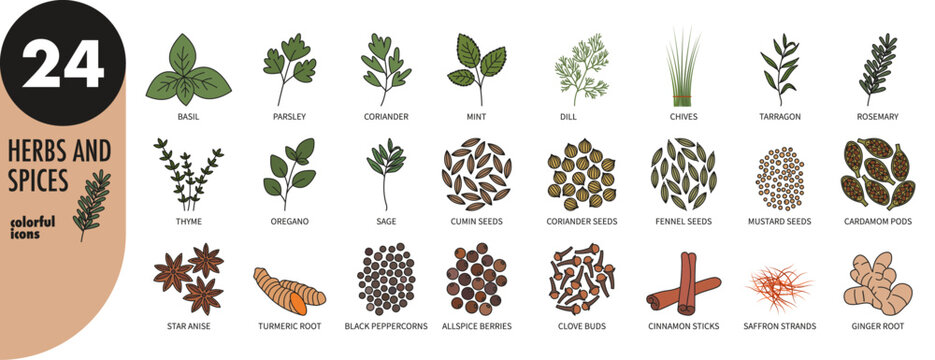 Herbs and spices - colorful thin line icons set. Basil, mint, coriander, parsley, chives, rosemary, thyme, tarragon, sage, oregano, cumin, fennel, cardamom, anise, turmeric, vector illustration