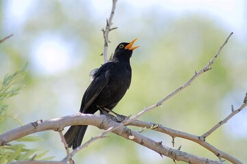 Common Blackbird (Turdus merula), Greece