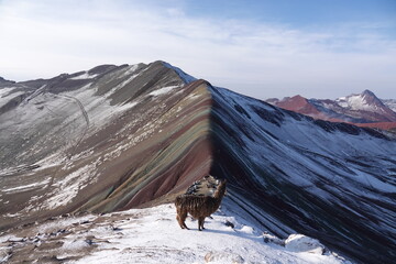 Llama Posing in Front of Rainbow Mountain, Peru © Aurora
