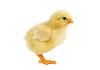 Obraz premium Chick isolated, small yellow bird standing on its feet against plain background
