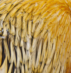 Close-up feathers of rooster, colorful plumage close-up, yellow brown feather pattern, structure feathers rooster, yellow plumage