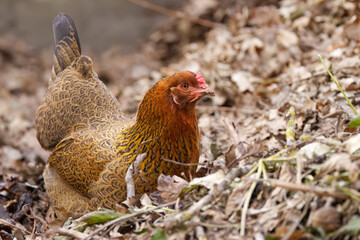 pretty brown chicken in foliage, brown chicken from close up, chicken rummaging around in foliage, Gallus gallus domesticus scratching for food in foliage