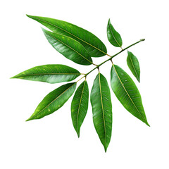 Obraz premium A branch with green leaves, which resembles anise, against a white background.