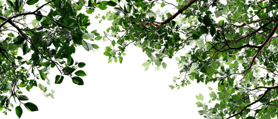 Lush green leaves framing a vibrant background.