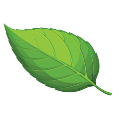 Fototapeta premium A vibrant single green leaf with detailed veins, isolated on a clean plain white background.