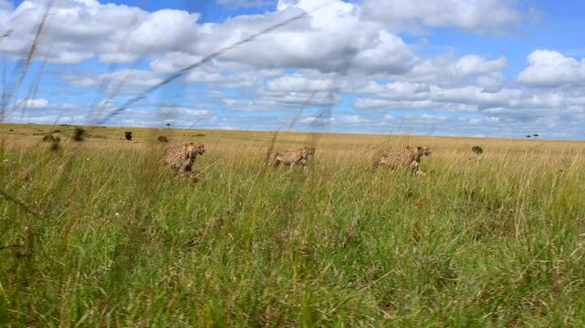 Band of Cheetahs scouting the savannah for prey in Kenya, Low point of view