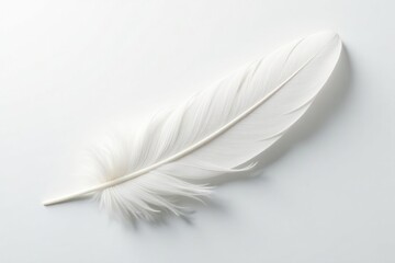 Obraz premium Elegant white feather against pure white backdrop, nature, wildlife