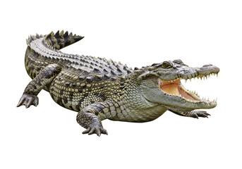 Obraz premium Crocodile with open mouth showing teeth and scaly skin in full body shot