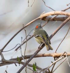 Ruby-Crowned Kinglet