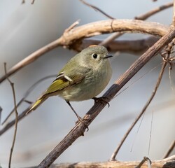 Ruby-Crowned Kinglet