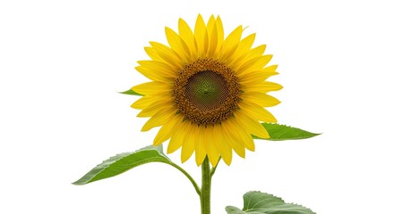 Fototapeta premium Sunflower in Bloom Isolated on White Background Close-up