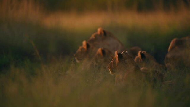 Lion family scouting the vast grassland of Kenya at sunset